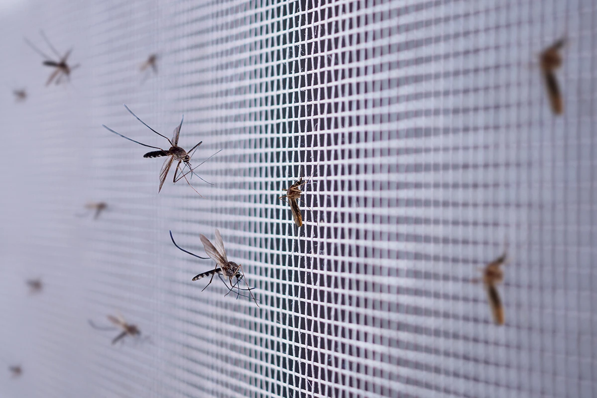 Detaliu plasă pentru fereastră anti-insecte care împiedică pătrunderea insectelor la montaj corect